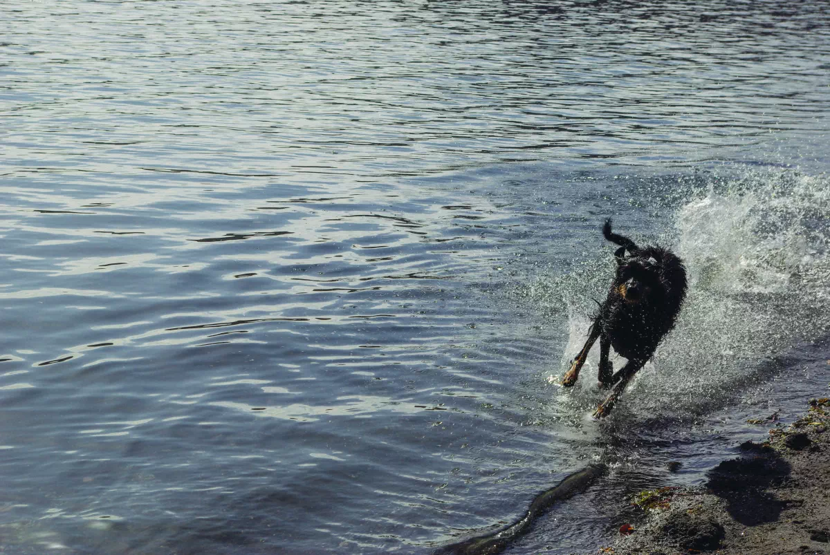 un meraviglioso cane nero invoca ed evoca il fulmine correndo sulle rive di un lago